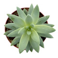 2" Sedum Blue